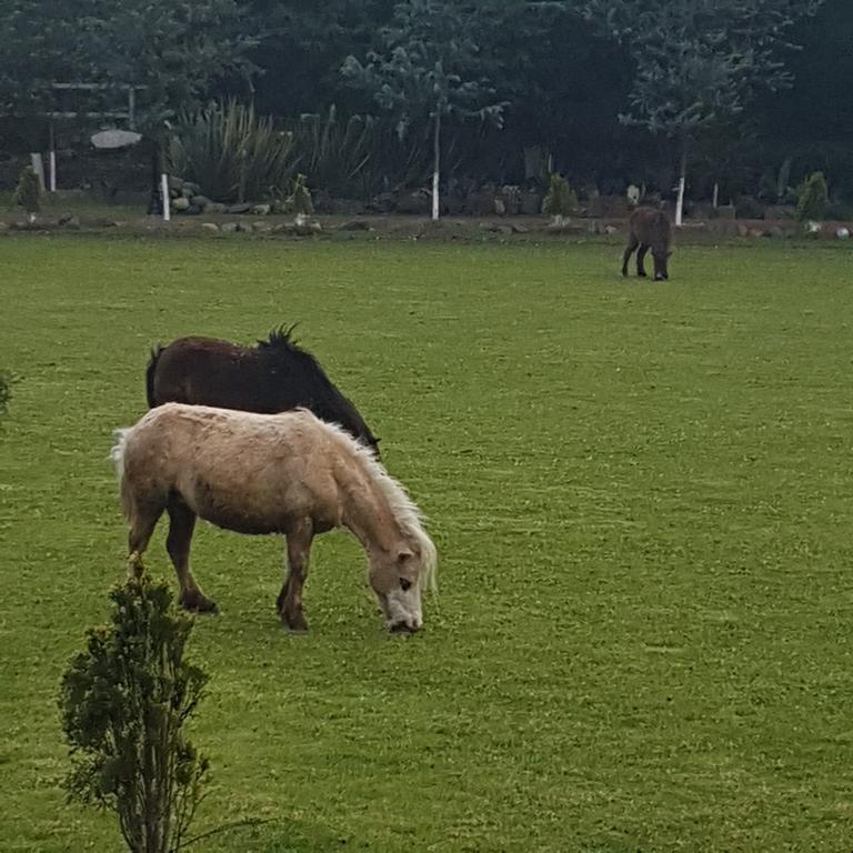 Rancho San Antonio Huasca de Ocampo Ngoại thất bức ảnh